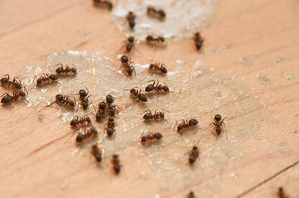 Trusted West Slope, OR Pest Control Experts