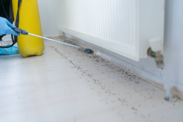 Best Affordable Pest Control Services  in West Slope, OR